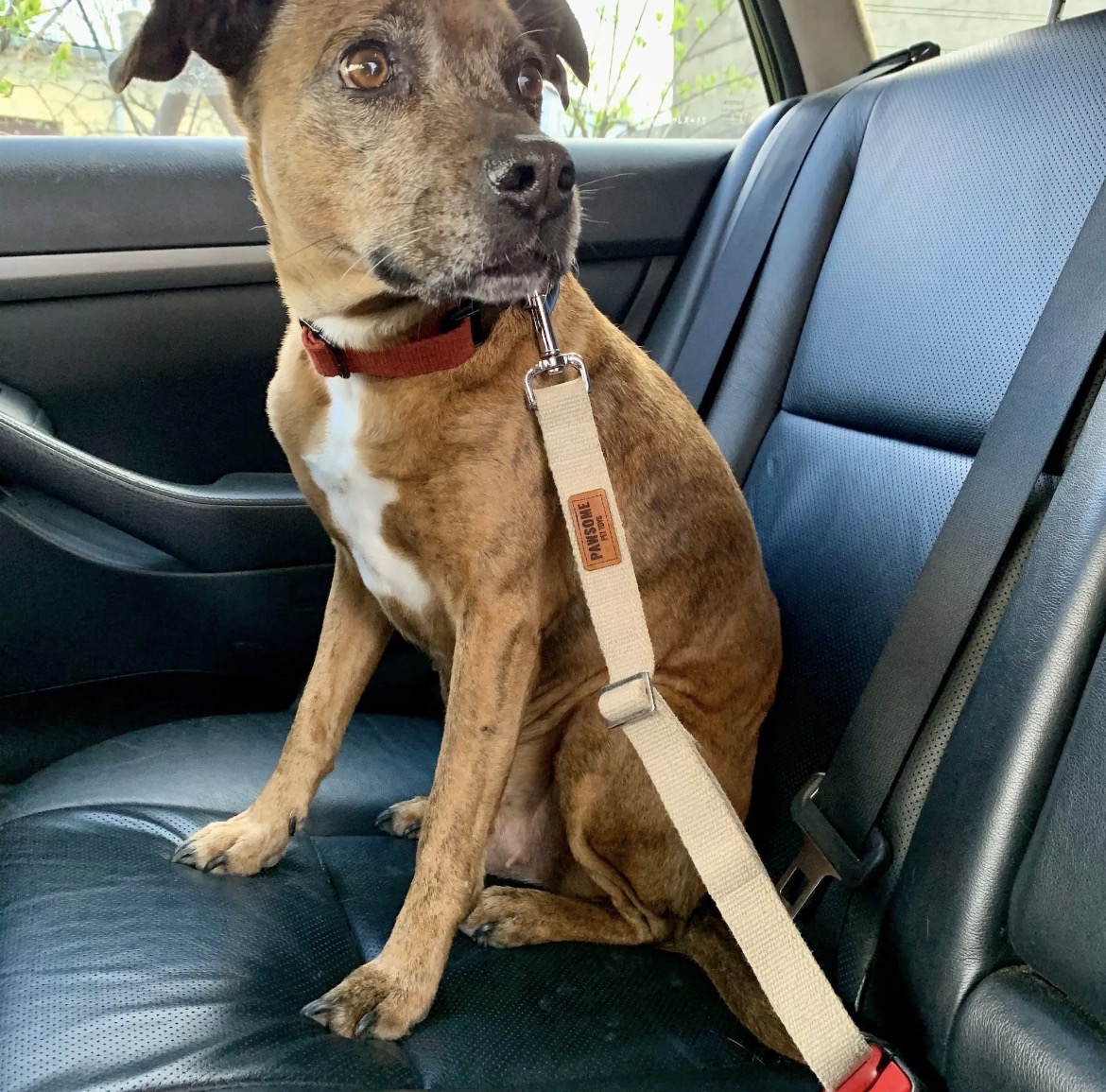 Chien attaché avec la ceinture de sécurité Bibizy sur la banquette arrière