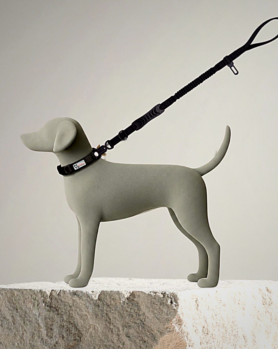 Chien portant le collier tactique Bibizy