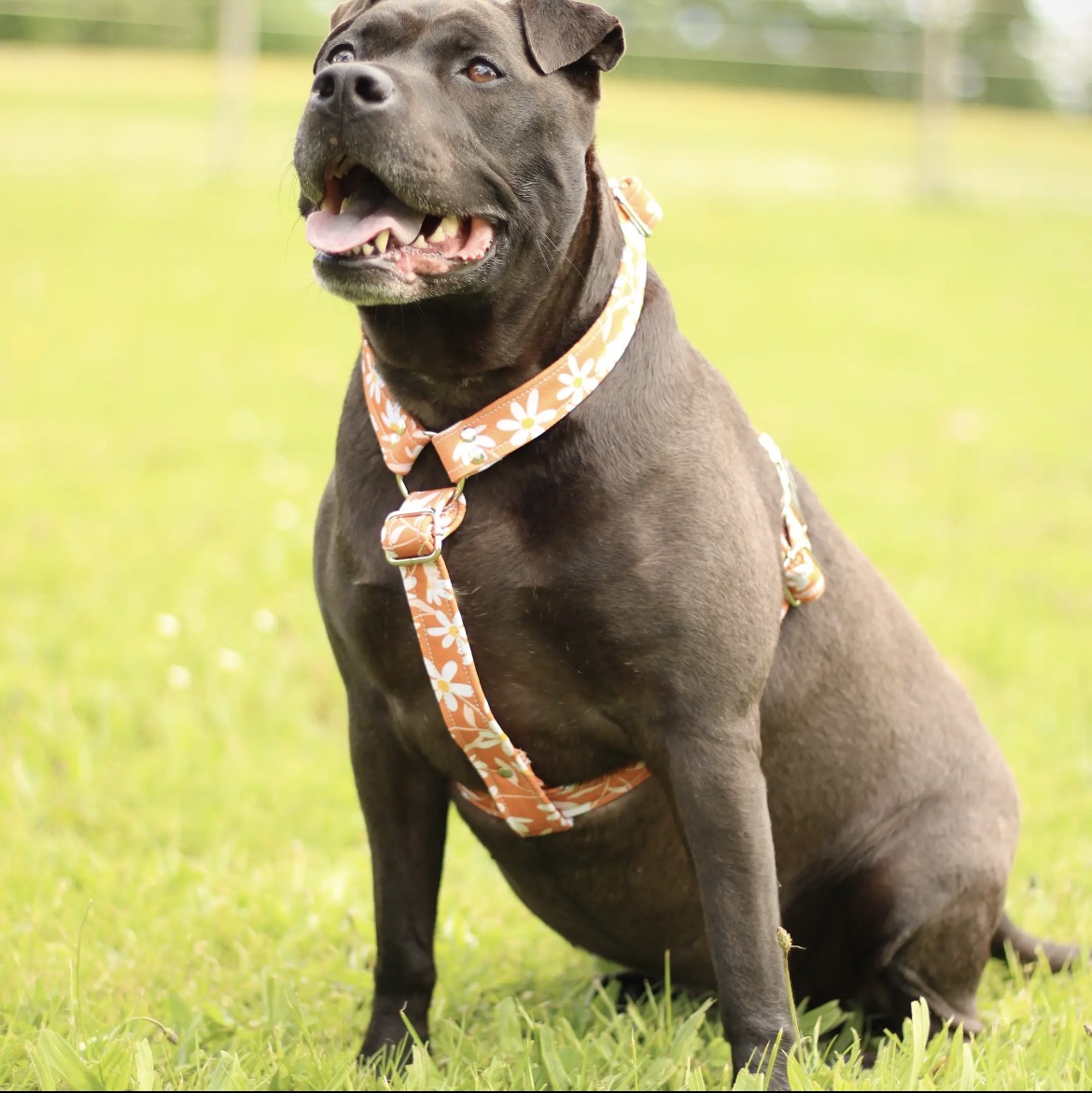 Chien portant le harnais en Y motif petite fleur