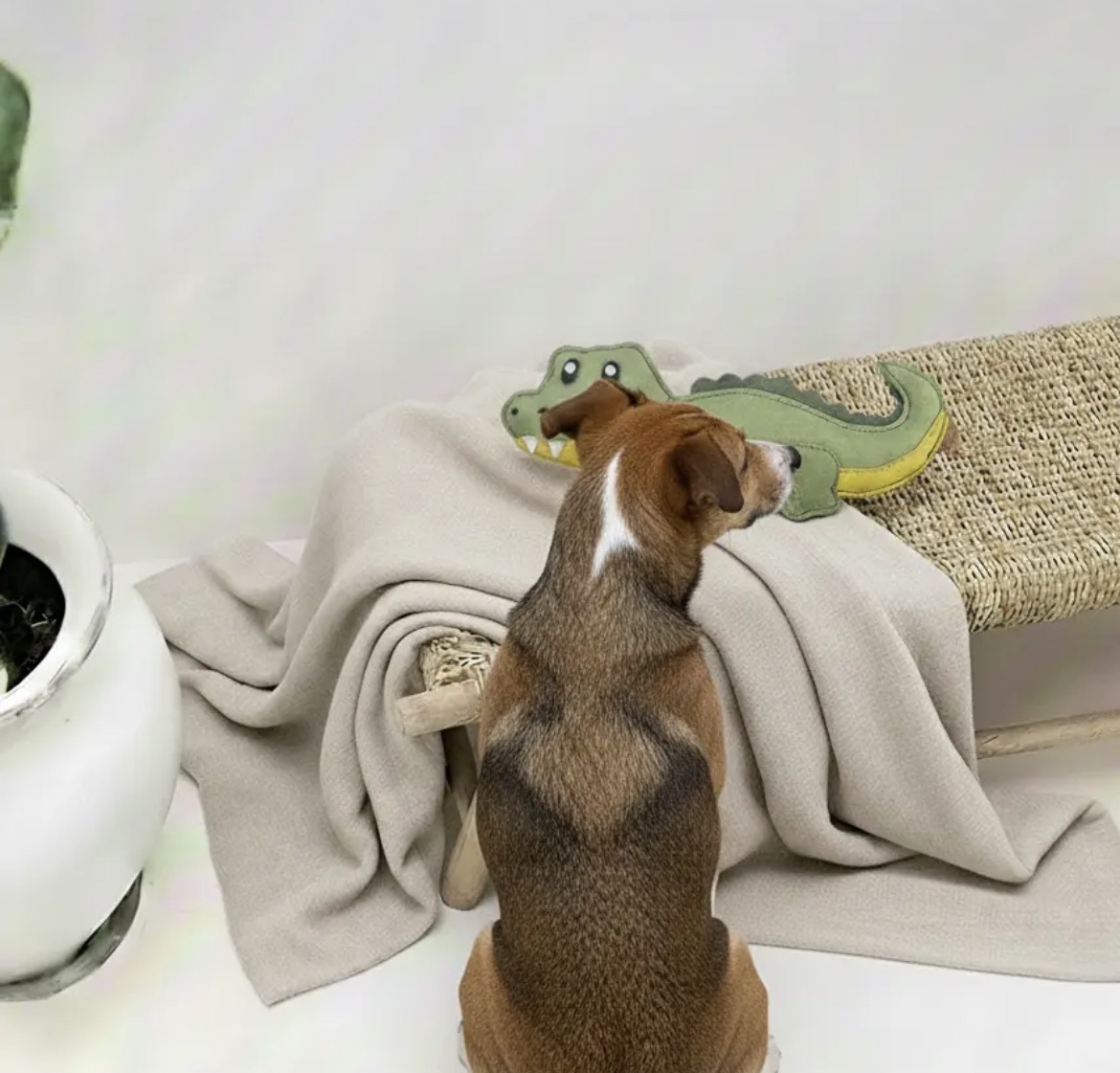 Chien reniflant le Jouet Grand Crocodile en cuir Bibizy