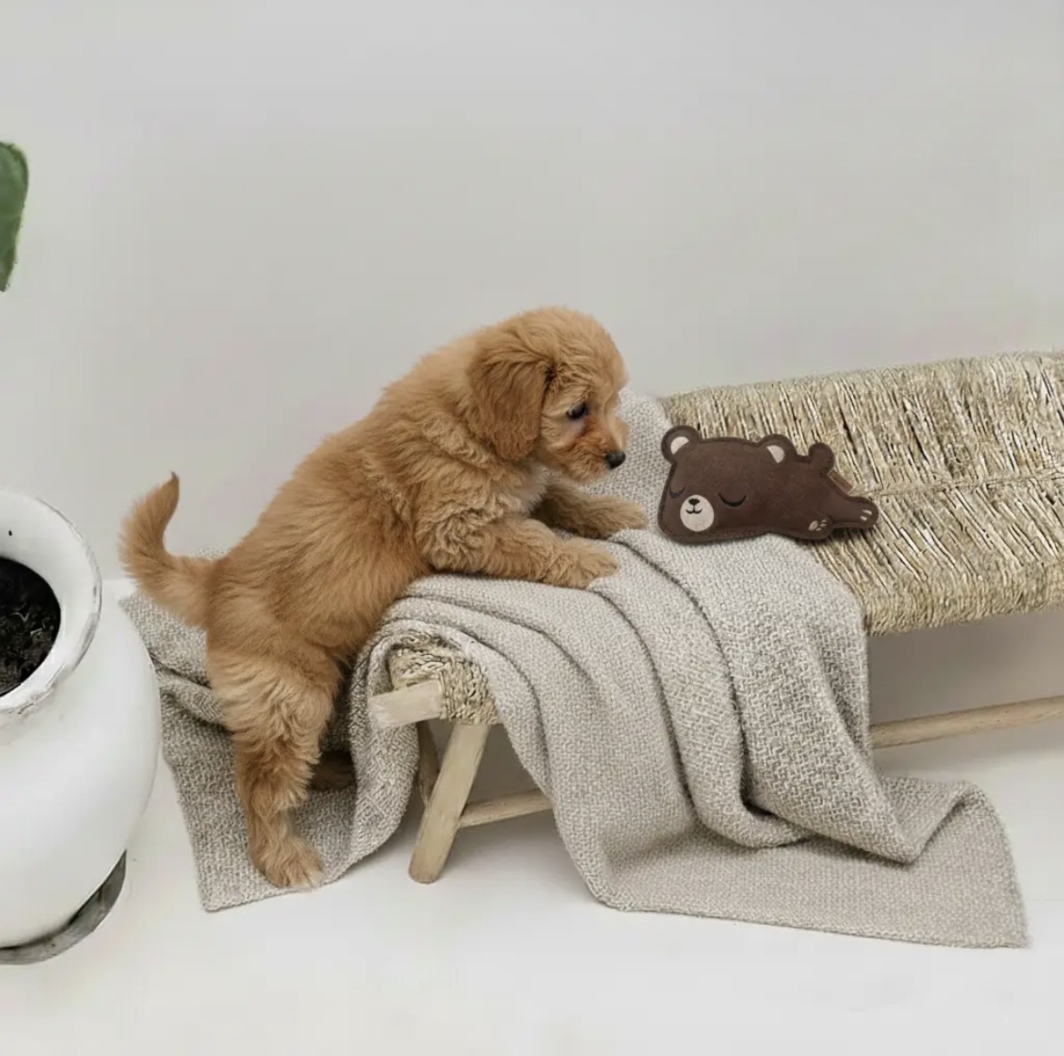 Jouet Petit Ours en cuir pour chien Bibizy