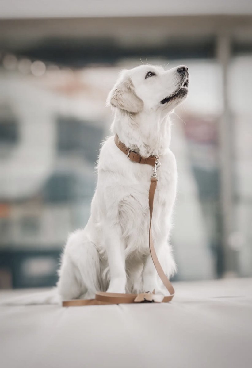 Chien blanc portant le collier en cuir Kollu camel
