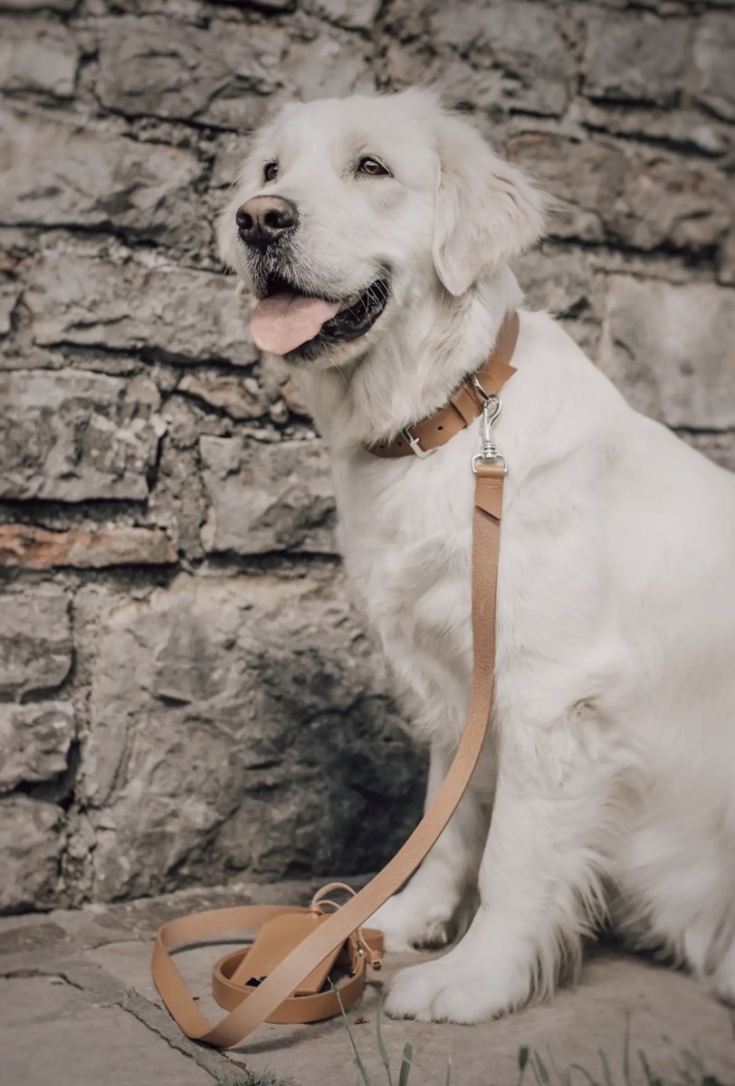 Chien portant le set cuir camel : collier Kollu, laisse Lussa et porte-sacs Saku