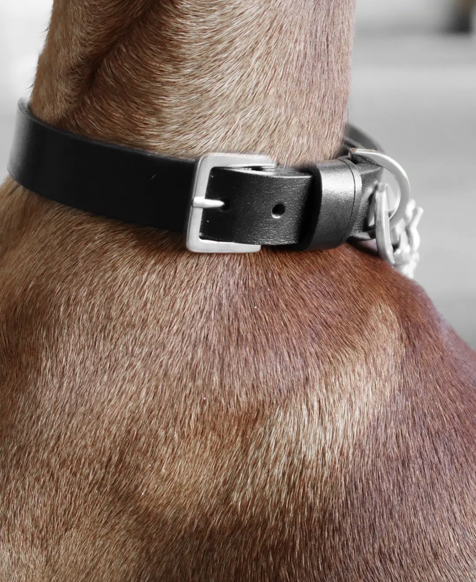 Collier Kollu noir porté par un chien au poil ras