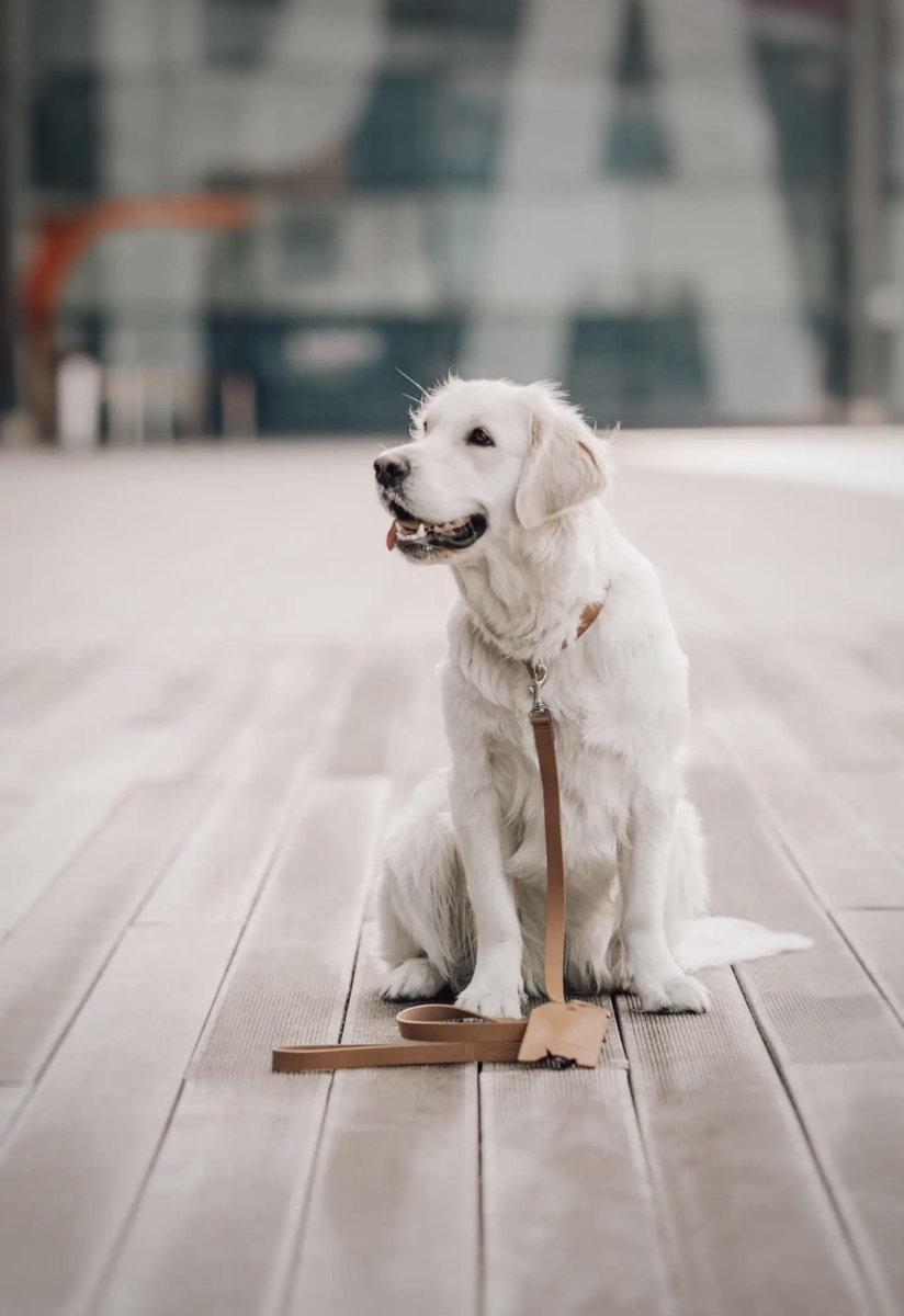 Chien blanc tenu par la laisse en cuir Lussa camel