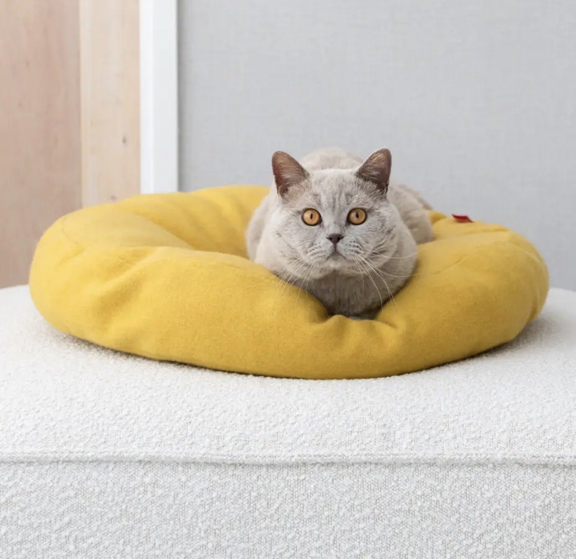 Chat sur un panier Donut