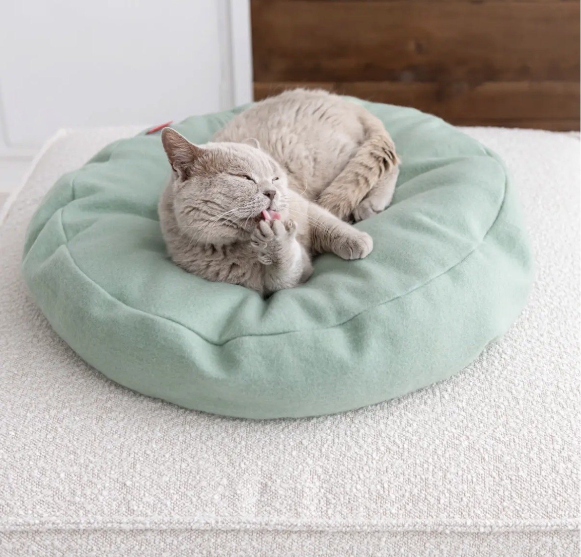 Chat sur le panier Donut, coloris vert clair