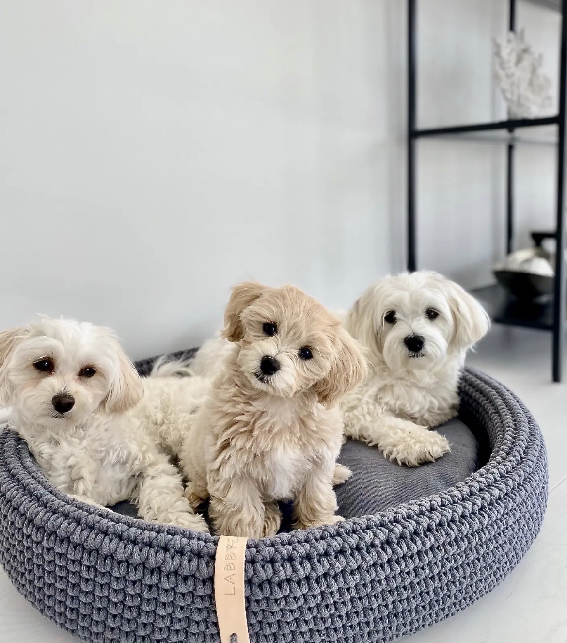Trois chiots dans le panier Lukko anthracite