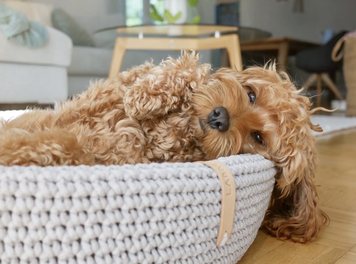 Chien allongé dans le panier Lukko gris clair