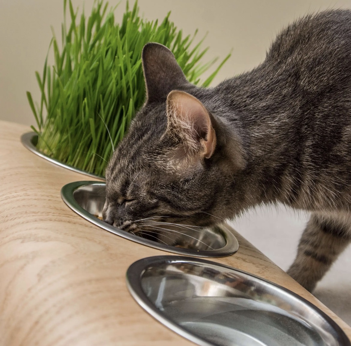Chat mangeant de près dans la station d'alimentation