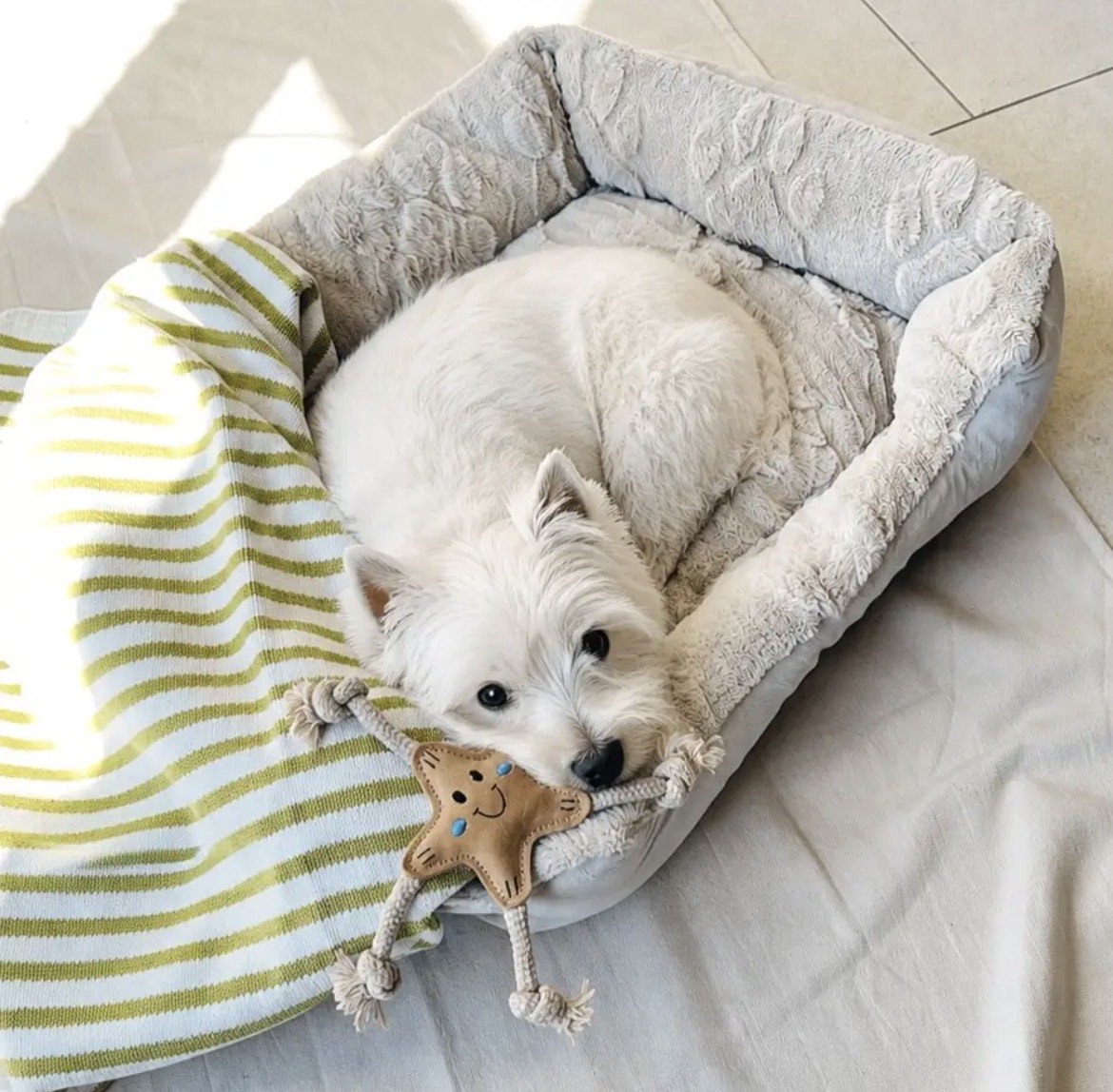 Petit chien blanc couché dans son panier avec le jouet Étoile Stellina